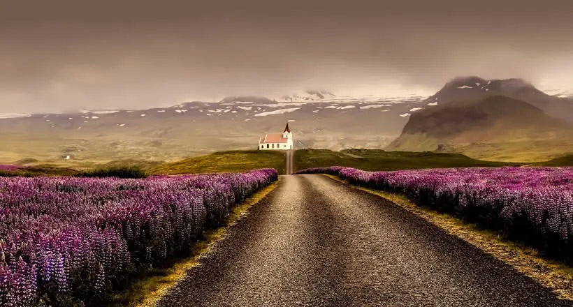 Islandia - droga przez łubin