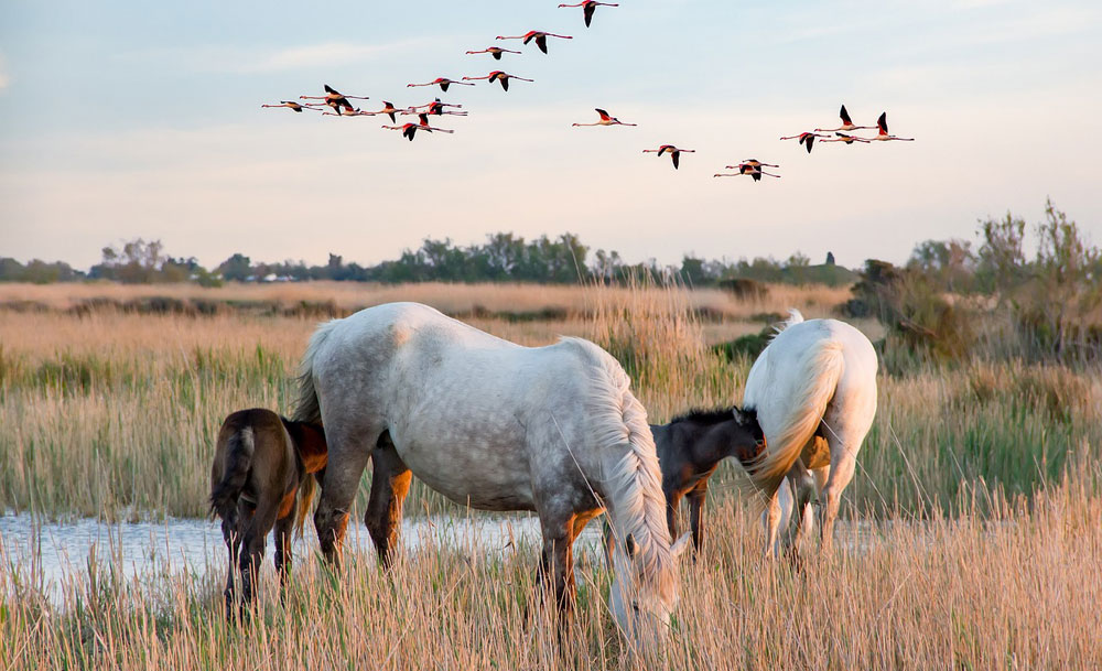 Camargue – francuska delta z własnym rytmem