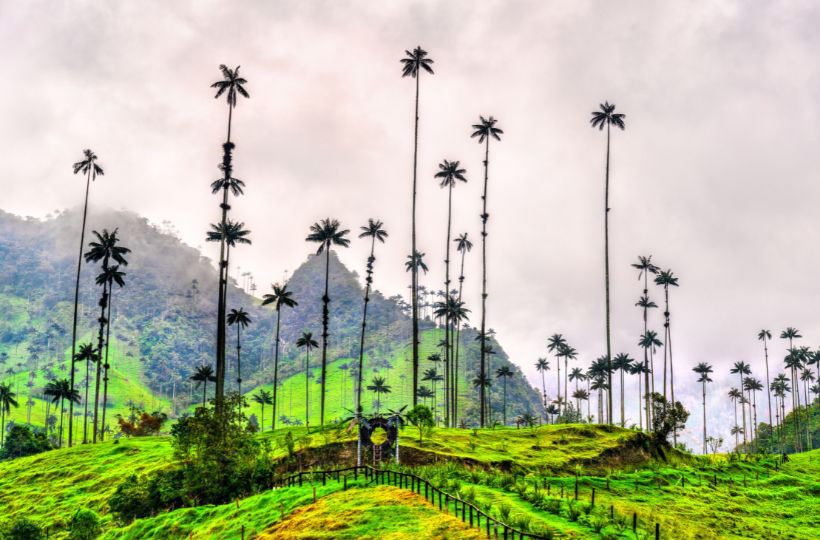 Dolina Cocora, Kolumbia