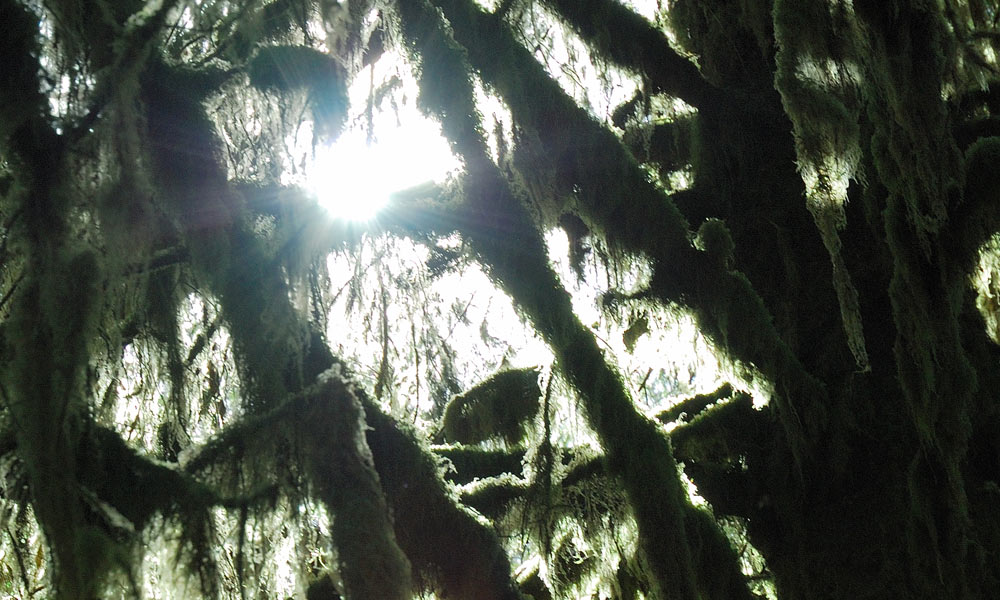 Hoh Rain Forest, Półwysep Olympic 